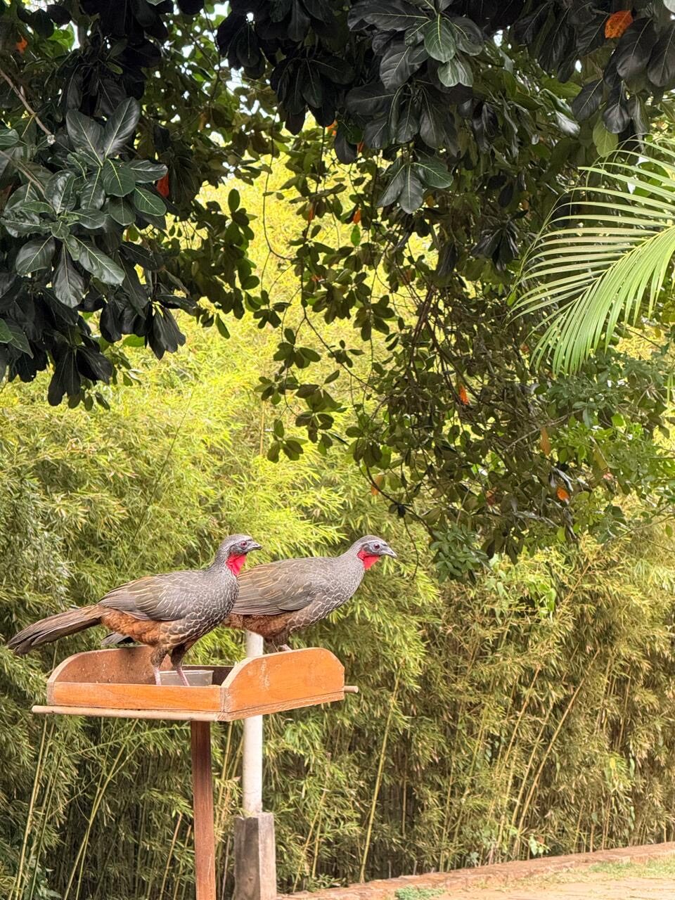 Pássaros silvestres